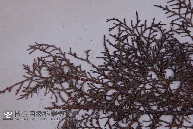 側柏藏品圖，第4張