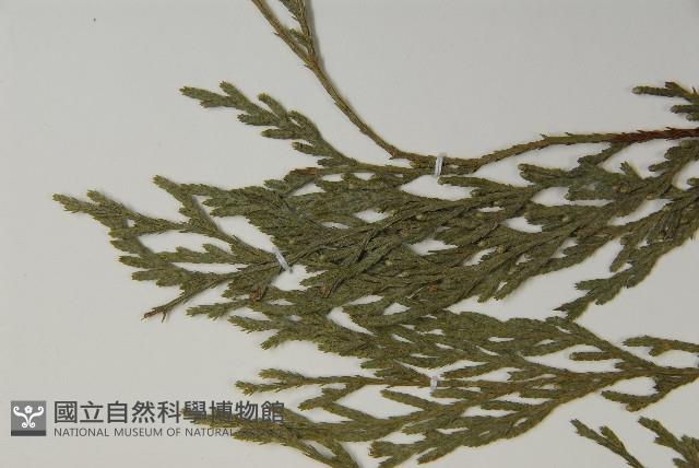 柏木、柏樹藏品圖，第4張