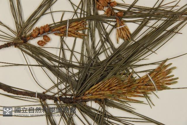 臺灣二葉松藏品圖，第3張