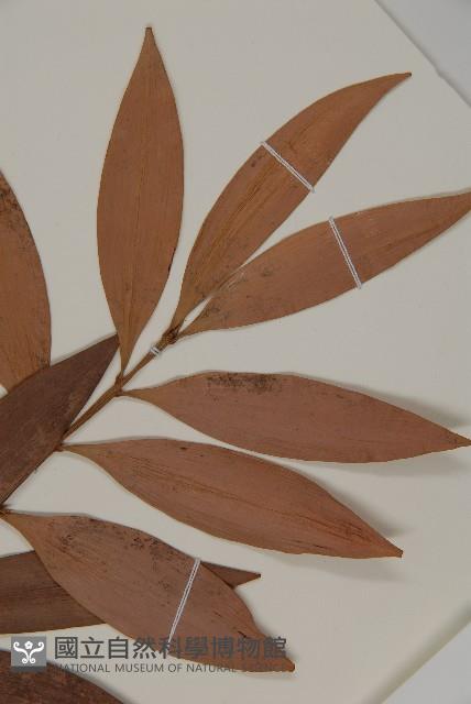 竹柏藏品圖，第3張