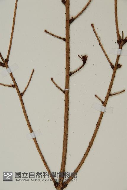 雲南鐵杉藏品圖，第4張