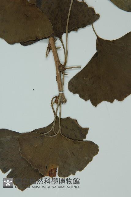 銀杏藏品圖，第4張