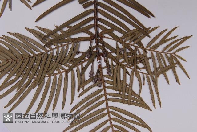 臺灣粗榧、台灣三尖杉藏品圖，第4張