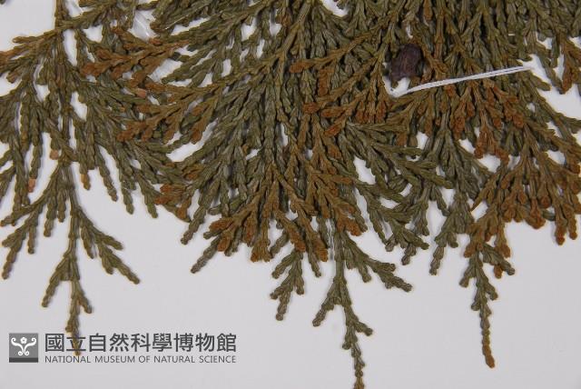 台灣肖楠藏品圖，第4張