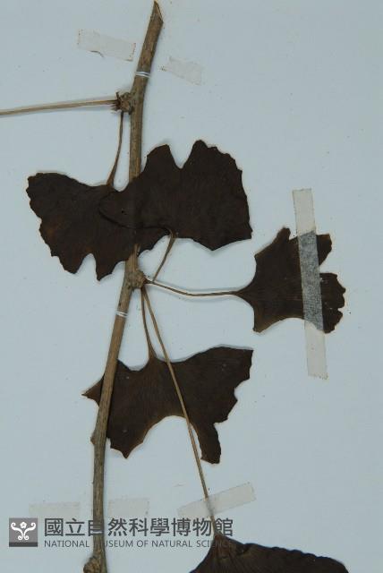 銀杏藏品圖，第4張