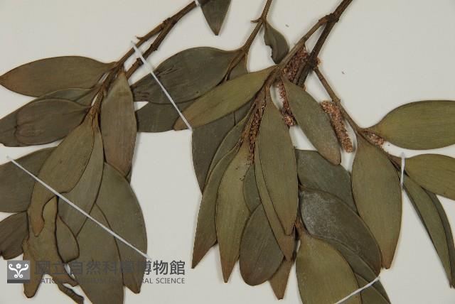 竹柏藏品圖，第6張