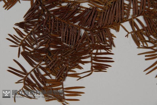 雲南紅豆杉藏品圖，第4張