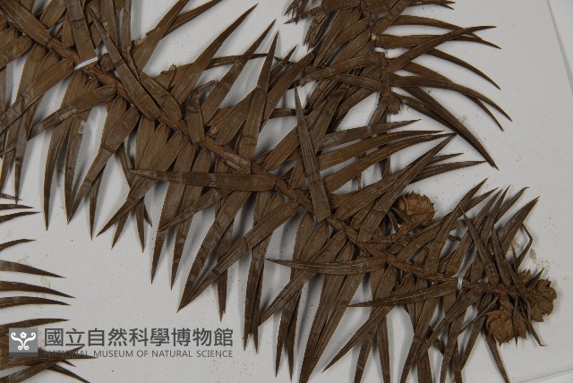 杉木藏品圖，第4張