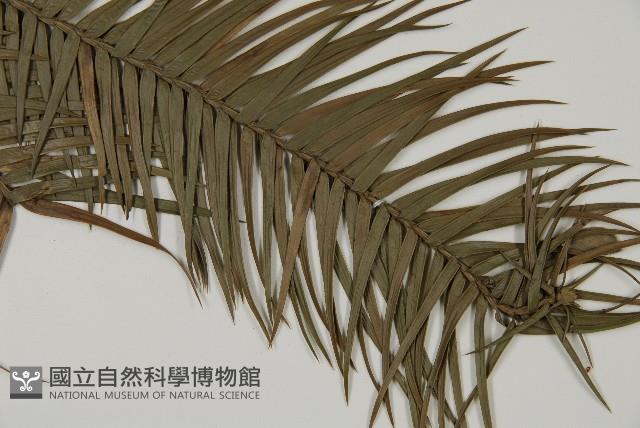 杉木藏品圖，第4張