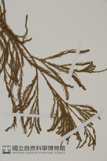 柳杉藏品圖，第4張