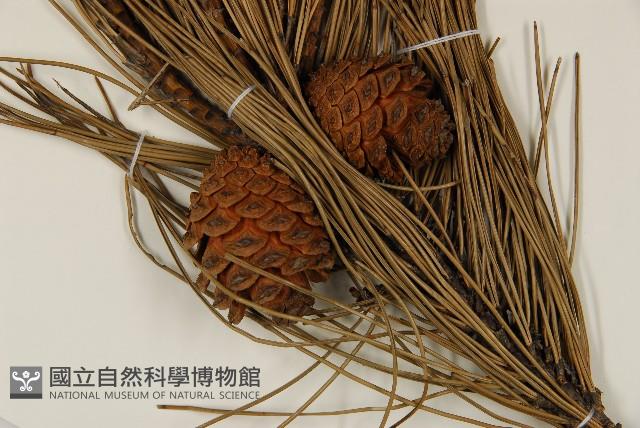 臺灣二葉松藏品圖，第3張