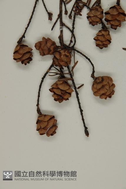 臺灣鐵杉藏品圖，第4張