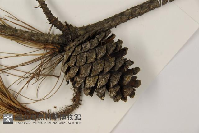 臺灣二葉松藏品圖，第3張