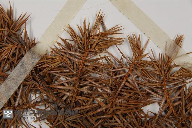 Formosan juniper Collection Image, Figure 4, Total 5 Figures