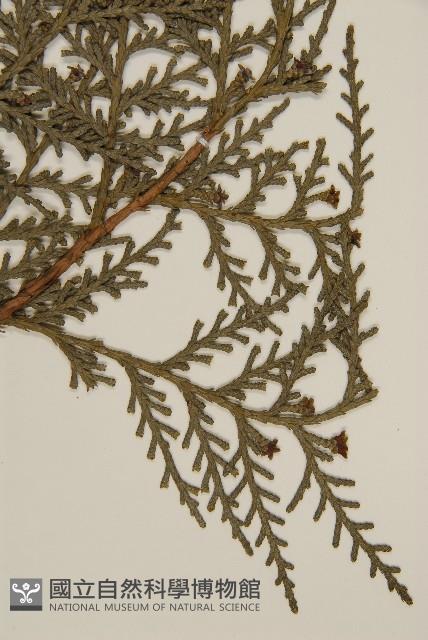 側柏藏品圖，第4張