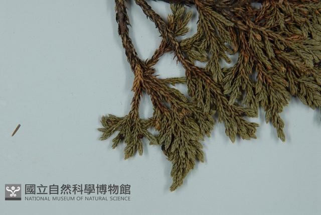 高山柏藏品圖，第4張