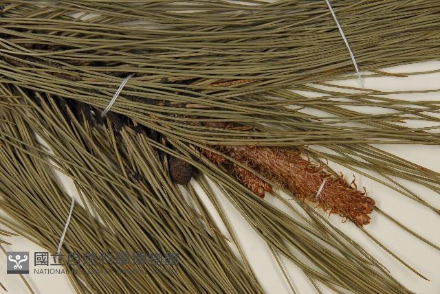 臺灣二葉松藏品圖，第3張