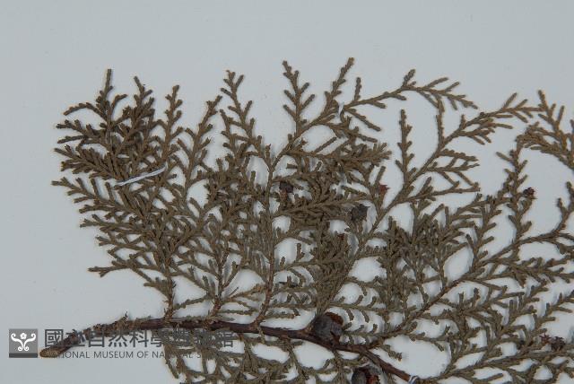 側柏藏品圖，第4張