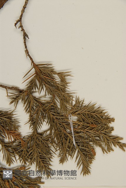檜柏藏品圖，第4張