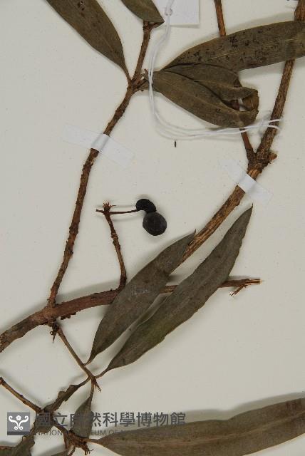 桃實百日青藏品圖，第4張