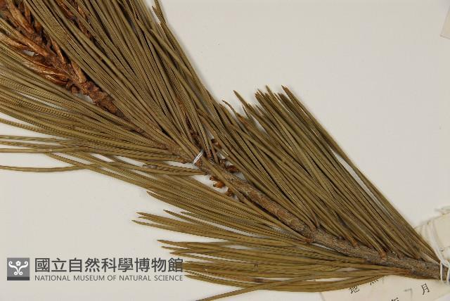 白皮松藏品圖，第4張