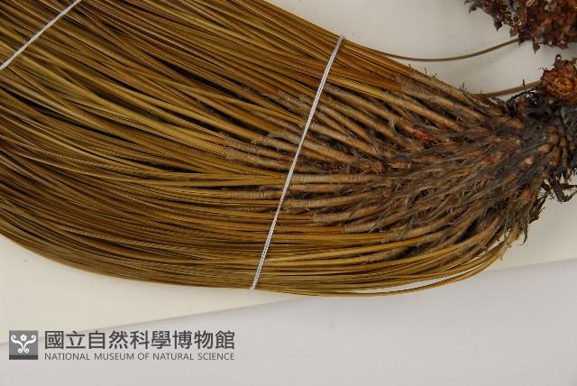 大王松藏品圖，第4張