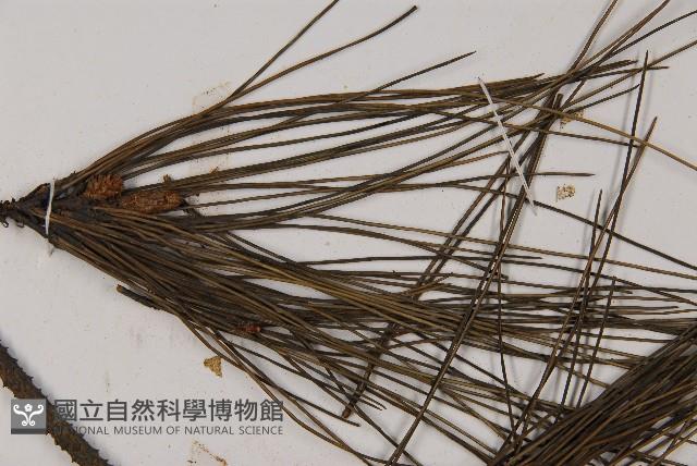 Ryukyu pine Collection Image, Figure 4, Total 5 Figures