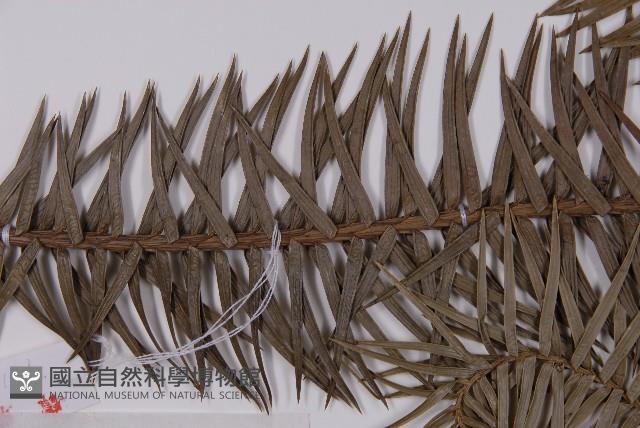 杉木藏品圖，第4張