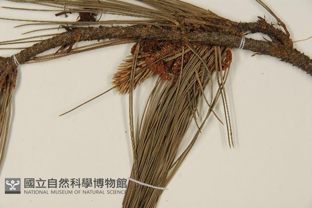 臺灣二葉松藏品圖，第3張