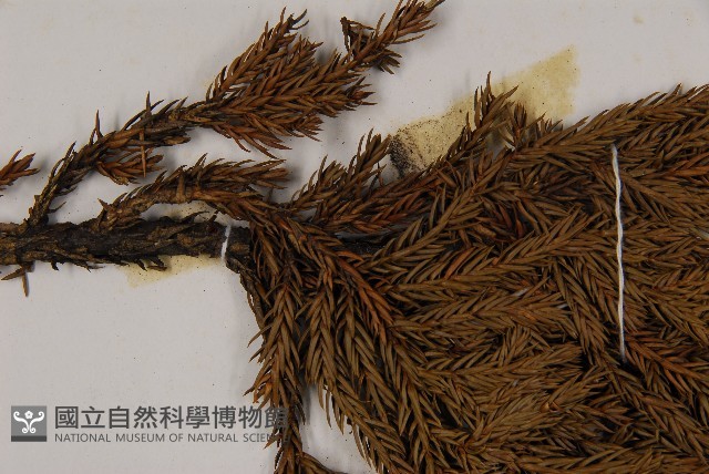 香青藏品圖，第4張