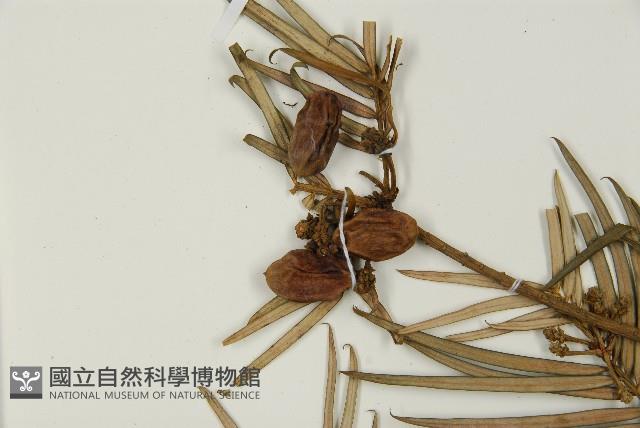 三尖杉藏品圖，第4張