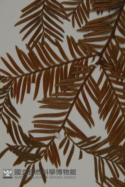 臺灣紅豆杉、紫杉、南方紅豆杉藏品圖，第4張