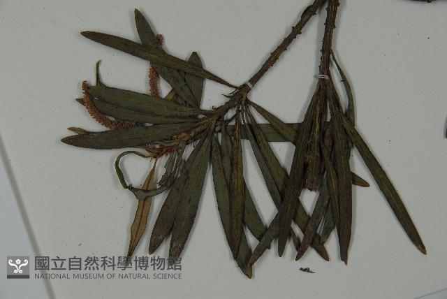 小葉羅漢松藏品圖，第4張