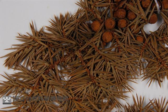 刺柏藏品圖，第4張