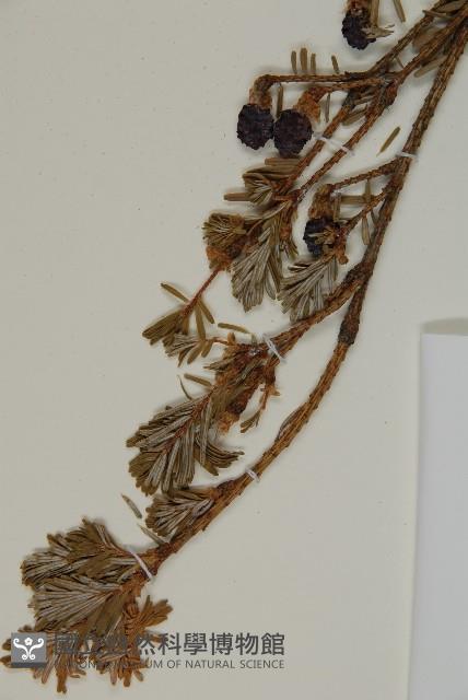 臺灣鐵杉藏品圖，第4張