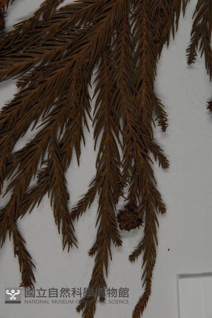 柳杉藏品圖，第4張