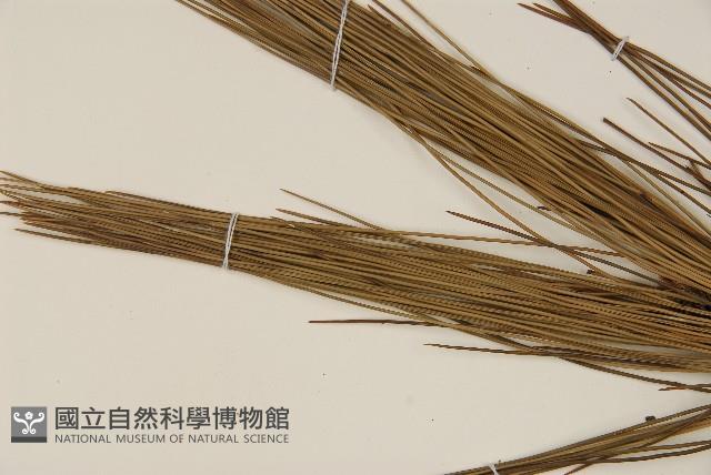 琉球松藏品圖，第4張