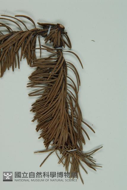 蒼山冷杉藏品圖，第4張