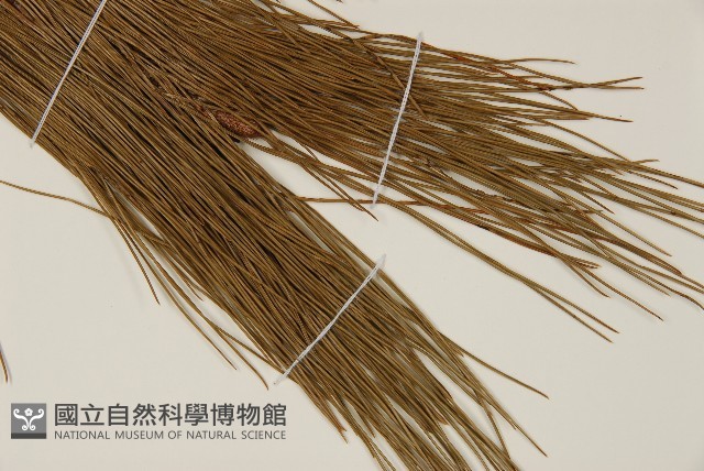 馬尾松藏品圖，第4張