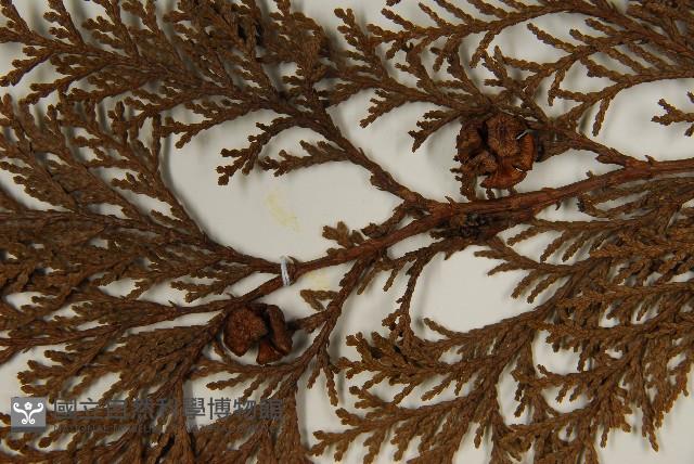 臺灣扁柏藏品圖，第4張