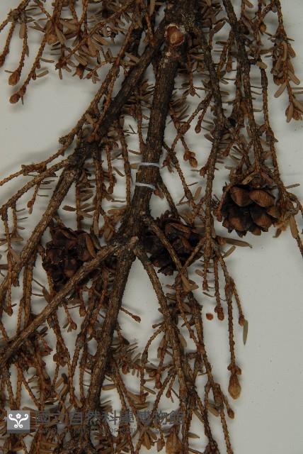 臺灣鐵杉藏品圖，第4張