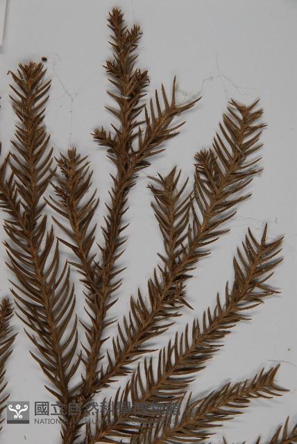 柳杉藏品圖，第4張