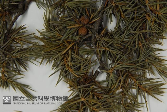 刺柏藏品圖，第4張