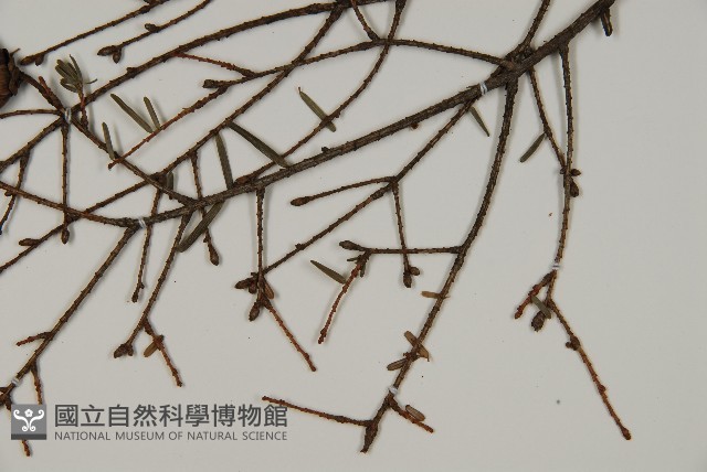 臺灣鐵杉藏品圖，第4張