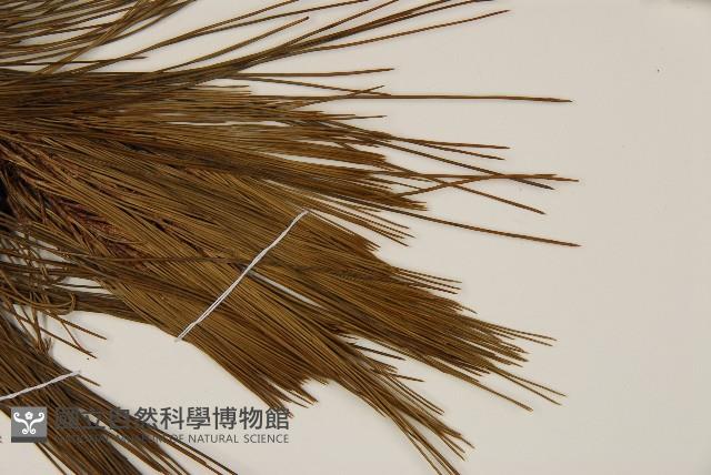 馬尾松藏品圖，第4張