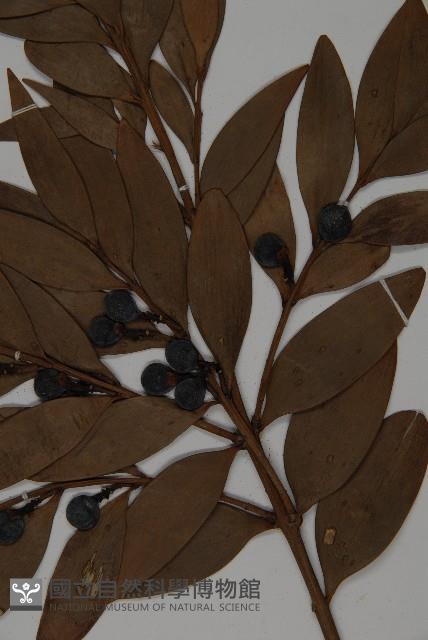 竹柏藏品圖，第3張