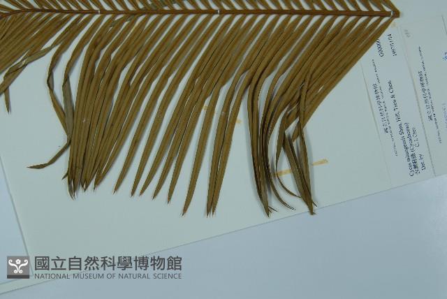 台東蘇鐵藏品圖，第4張