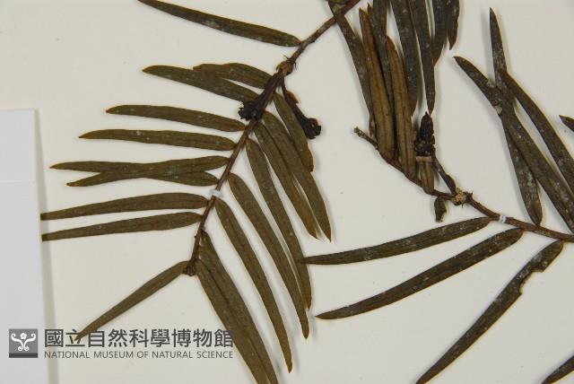 臺灣粗榧、台灣三尖杉藏品圖，第4張