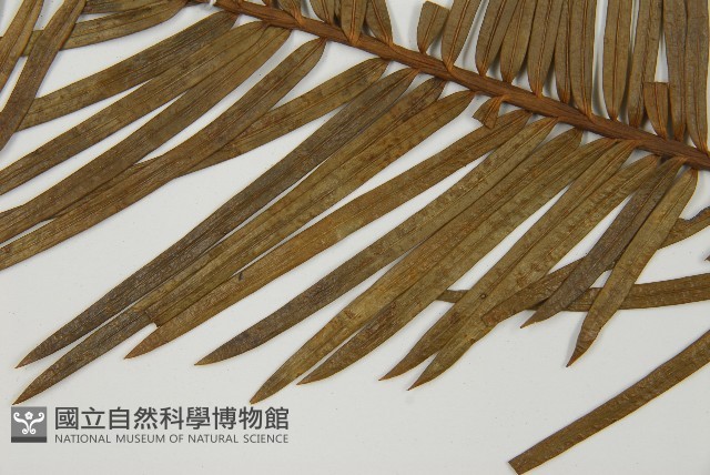 三尖杉藏品圖，第4張