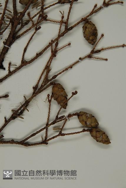 臺灣鐵杉藏品圖，第4張